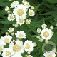 Achillea ptarmica 'Nana Compacta' GM P9