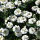 Achillea ptarmica 'The Pearl' GM P9
