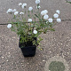Achillea ptarmica 'The Pearl' GM P9
