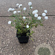 Achillea ptarmica 'The Pearl' GM P9