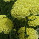 Achillea 'Taygetea' GM P9