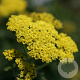 Achillea 'Taygetea' GM P9