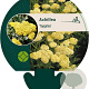 Achillea 'Taygetea' GM P9