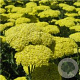 Achillea 'Taygetea' GM P9