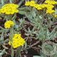 Achillea tomentosa GM P9