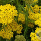 Achillea tomentosa GM P9