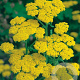 Achillea tomentosa GM P9