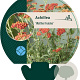 Achillea 'Walther Funcke' GM P9