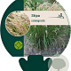 Achnatherum calamagrostis GM P9