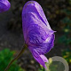 Aconitum carmichaelii wilsonii GM P9
