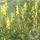 Aconitum lamarckii GM P9
