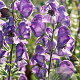 Aconitum napellus GM P9