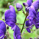 Aconitum napellus GM P9