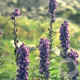 Aconitum napellus GM P9