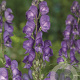 Aconitum napellus GM P9