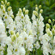 Aconitum napellus 'Schneewittchen' GM P9