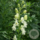 Aconitum septentrionale 'Ivorine' GM P9