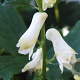 Aconitum septentrionale 'Ivorine' GM P9