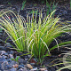 Acorus gramineus 'Oborozuki' GM P9
