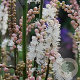Actaea japonica 'Cheju-do' GM P9
