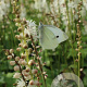 Actaea japonica 'Cheju-do' GM P9