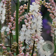 Actaea japonica 'Cheju-do' GM P9