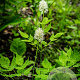 Actaea pachypoda GM P9