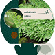 Adiantum pedatum GM P9