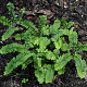 Adiantum pedatum subpumilum GM P9