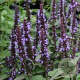 Agastache 'After Eight' GM P9