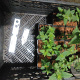 Agastache 'Black Adder' GM P9