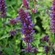 Agastache 'Blue Boa' GM P9