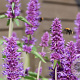 Agastache 'Blue Boa' GM P9
