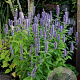 Agastache 'Blue Fortune' GM P9