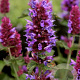 Agastache 'Globetrotter' GM P9
