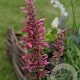 Agastache mexicana GM P9