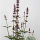 Agastache 'Purple Haze' GM P9