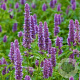 Agastache rugosa GM P9