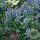 Ajuga reptans GM P9