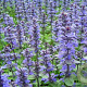 Ajuga reptans GM P9
