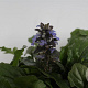 Ajuga reptans GM P9