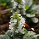 Ajuga reptans 'Alba' GM P9