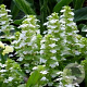Ajuga reptans 'Alba' GM P9