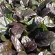 Ajuga reptans 'Atropurpurea' GM P9