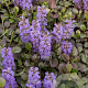 Ajuga reptans 'Atropurpurea' GM P9