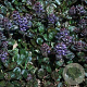 Ajuga reptans 'Braunherz' GM P9