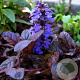 Ajuga reptans 'Braunherz' GM P9