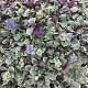Ajuga reptans 'Burgundy Glow' GM P9