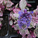Ajuga reptans 'Burgundy Glow' GM P9