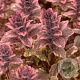 Ajuga reptans 'Burgundy Glow' GM P9